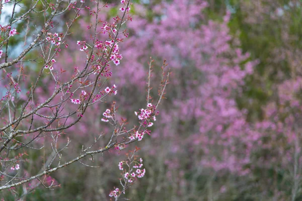 Πολύχρωμο Χρώμα Του Λουλούδι Δέντρο Στο Άγριο Δάσος — Φωτογραφία Αρχείου