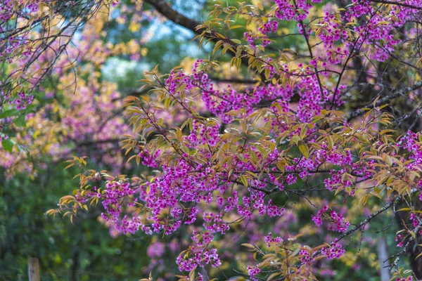 Πολύχρωμο Χρώμα Του Λουλούδι Δέντρο Στο Άγριο Δάσος — Φωτογραφία Αρχείου