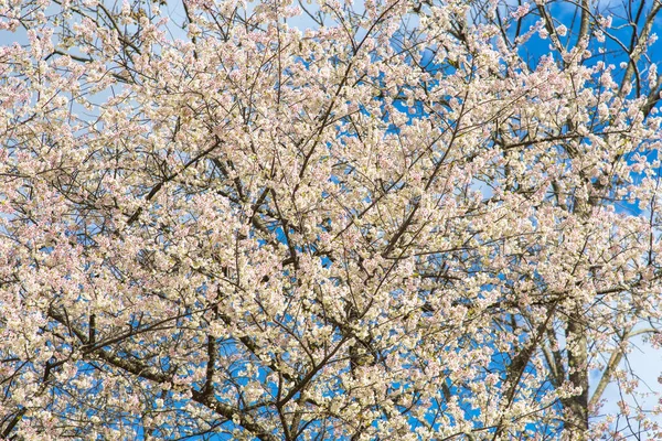 Den Wald Zusammensetzung Der Natur — Stockfoto