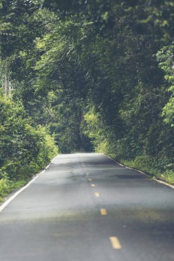 Yol tropikal orman alanında, Khao Yai Milli Parkı, Tayland