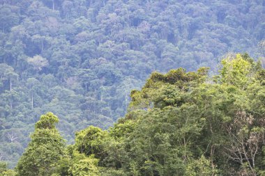orman manzaralı, tropikal orman Khao Yai Milli Parkı, Tayland