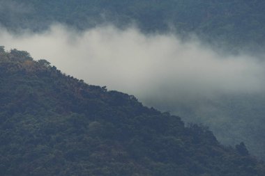 Tropikal orman, Khao Yai Milli Parkı, Tayland, vintage filtre resmin görünümünü doğa