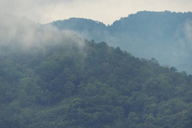 Tropikal orman, Khao Yai Milli Parkı, Tayland, vintage filtre resmin görünümünü doğa