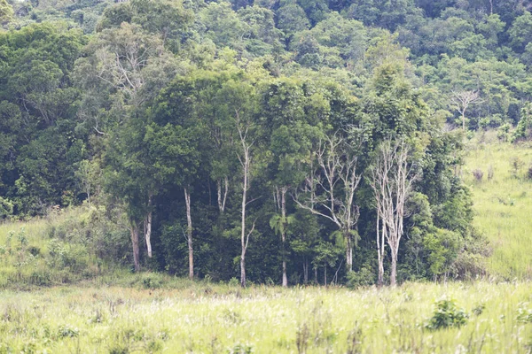 Вид Лес Тропический Лес Национальном Парке Кхао Таиланд — стоковое фото