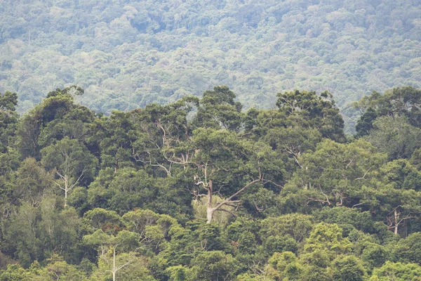 Floresta Vista Floresta Tropical Parque Nacional Khao Yai Tailândia — Fotografia de Stock