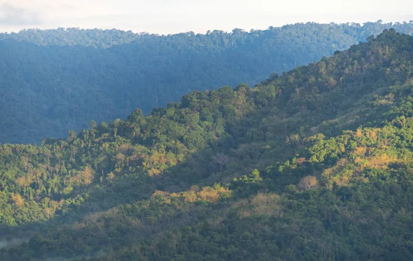 Vista Natural Floresta Tropical Parque Nacional Khao Yai Tailândia Imagem — Fotografia de Stock