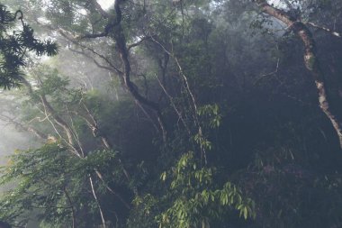Khao Yai Milli Parkı, Tayland, vintage filtre görüntü tropikal orman manzaralı