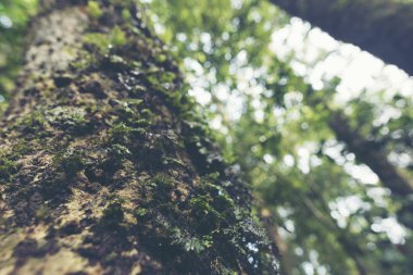 Khao Yai Milli Parkı, Tayland, vintage filtre görüntü tropikal orman manzaralı