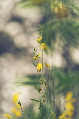 doğada Vintage çiçek resim