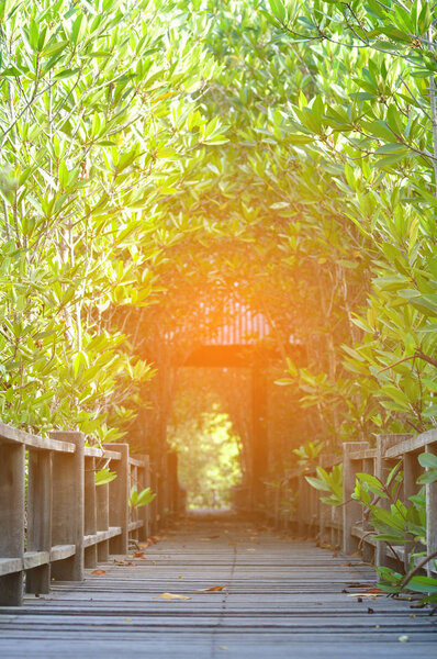 деревянная доска прогулка по мангровым лесам
