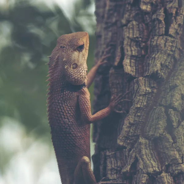 Vida Floresta Tropical Selvagem Parque Nacional Khao Tailândia — Fotografia de Stock