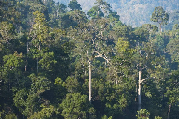 Жизнь Диких Лесов Национальный Парк Кхао Таиланд — стоковое фото