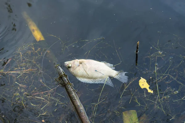 Fischkadaver Wasser — Stockfoto