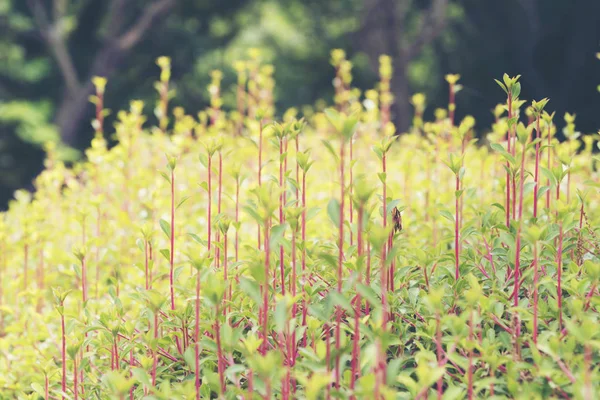 Close View Beautiful Green Plants — Foto de Stock