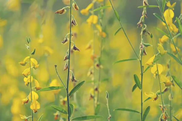 Vintage Blomma Bild Naturen — Stockfoto