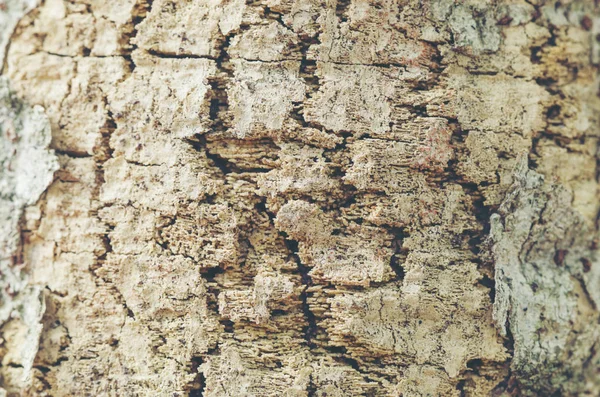 Детальний Опис Кору Дерева Вінтажне Зображення Фільтра — стокове фото