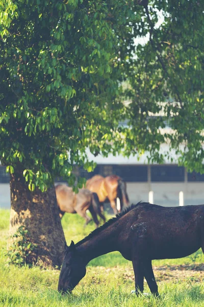 Groep Van Drie Jonge Paarden Weide — Stockfoto