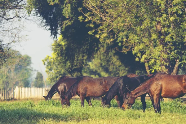 Grupo Três Jovens Cavalos Pasto — Fotografia de Stock