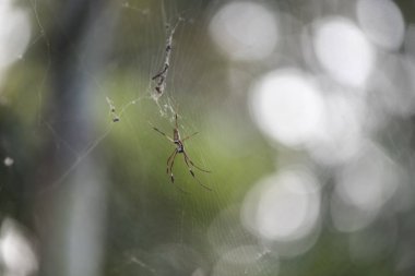 örümcek doğa arka plan üzerinde