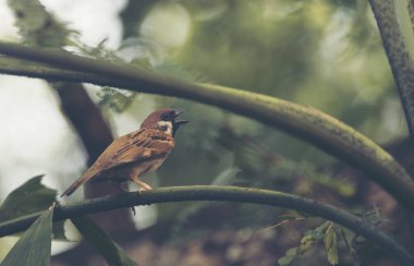 Avrasya ağaç Sparrow, vintage filtre görüntü