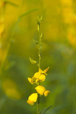 Crotalaria juncea, sarı çiçek