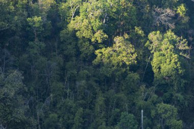 Akşam güneş ışığı ile tropikal yaprak dökmeyen orman atmosferi.