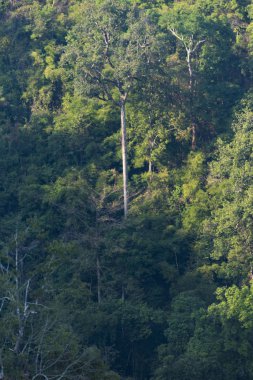 Akşam güneş ışığı ile tropikal yaprak dökmeyen orman atmosferi.