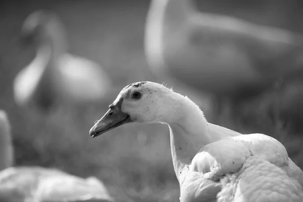 Black White Duck Farm — Stock Photo, Image