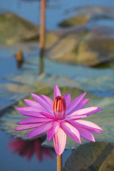 Flower Nature Field — Stock Photo, Image