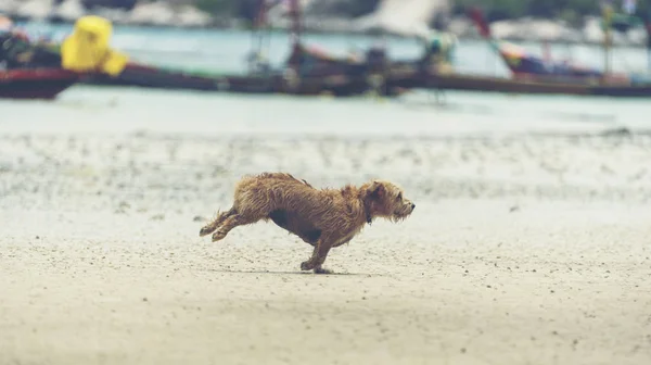 在沙滩上玩耍的狗 — 图库照片