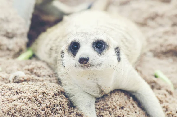 Suricata Suricatta Meerkat Dans Zoo — Photo