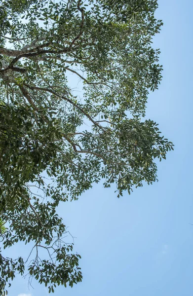 Piante Nella Foresta Tropicale — Foto Stock