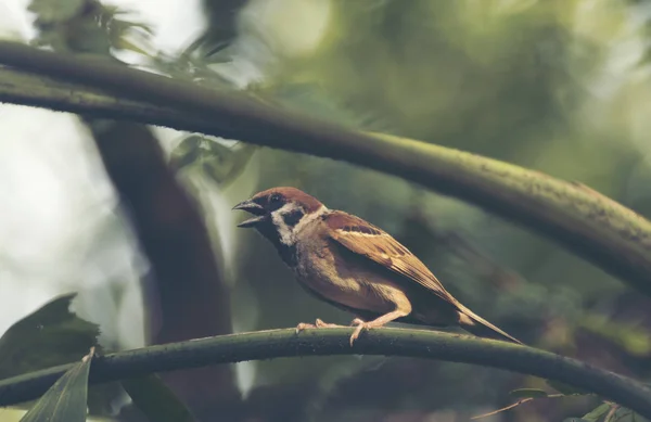 Eurasian Tree Sparrow Imagem Filtro Vintage — Fotografia de Stock