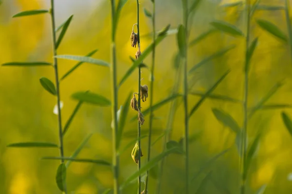 Crotalaria Juncea Gelbe Blume — Stockfoto