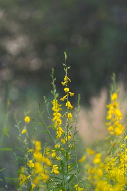 yellow Pummelo flower, closeup 