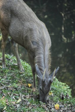 vahşi sambar geyiği Khao Yai Milli Parkı, Tayland