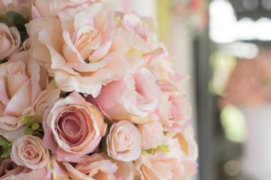 güzel güller yakın çekim