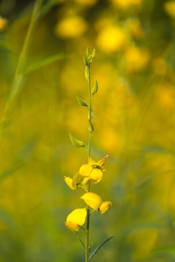doğada sarı çiçek arkaplanı