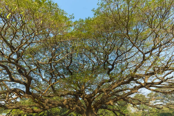 Ramo Árvore Grande — Fotografia de Stock