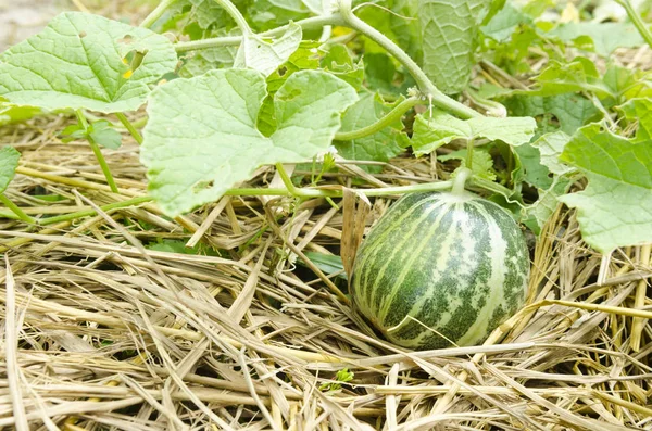 Watermelon Farm Close — стоковое фото