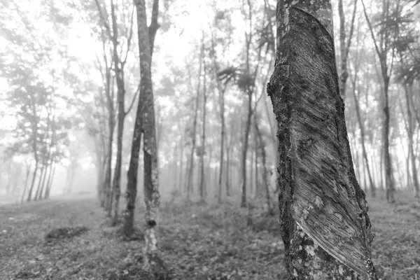 Waldbaum Schwarz Weiß — Stockfoto