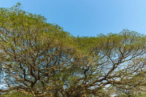 Árvore Grande Natural Ramo — Fotografia de Stock