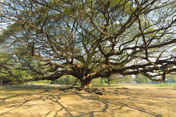 Cabang Pohon Besar Alami — Stok Foto