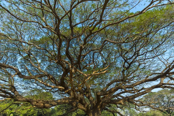 Naturalny Duży Drzewo Gałąź — Zdjęcie stockowe