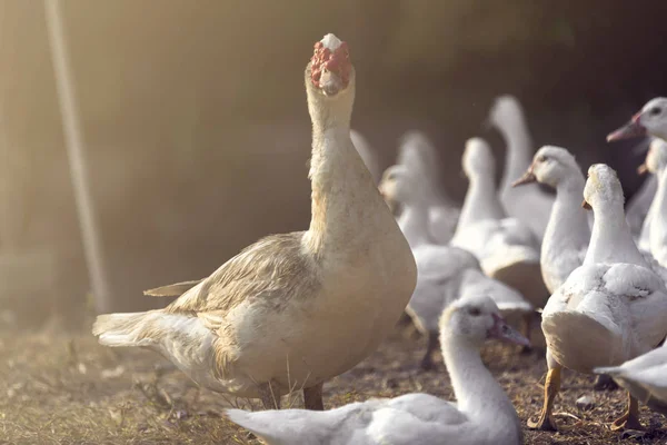 Famille Canard Blanc Avec Lumière Naturelle Soleil — Photo