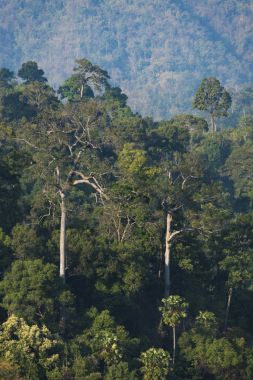 Asya'nın tropikal ağaç ile doğal orman