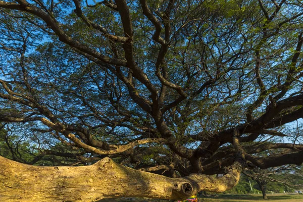 Floresta Natural Com Árvore Tropical Ásia — Fotografia de Stock