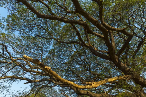 Lasy Tropikalne Drzewo Azji — Zdjęcie stockowe