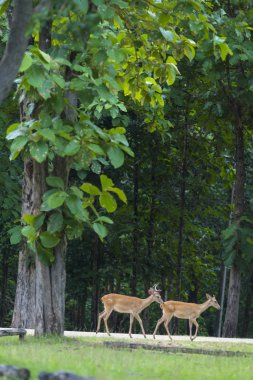 Tayland Ulusal parkta vahşi geyik