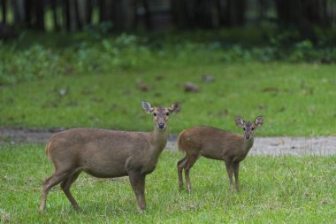 Tayland Ulusal parkta vahşi geyik